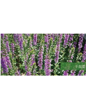 標題：地被
瀏覽次數(shù)：2290
發(fā)表時間：2020-10-17