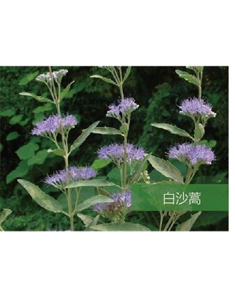 標(biāo)題：名貴樹種
瀏覽次數(shù)：1909
發(fā)表時(shí)間：2020-10-17