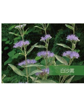 標(biāo)題：名貴樹種
瀏覽次數(shù)：1823
發(fā)表時(shí)間：2020-10-17