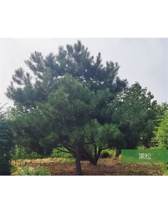 標(biāo)題：名貴樹(shù)種
瀏覽次數(shù)：2515
發(fā)表時(shí)間：2020-10-17