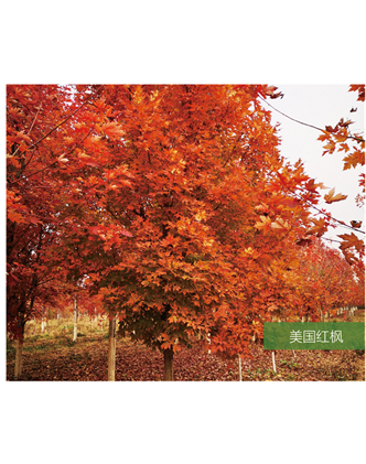 標(biāo)題：名貴樹(shù)種
瀏覽次數(shù)：2425
發(fā)表時(shí)間：2020-10-17