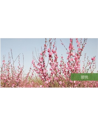 標(biāo)題：?jiǎn)坦嗄?瀏覽次數(shù)：1814
發(fā)表時(shí)間：2020-10-17