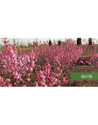 標(biāo)題：喬灌木
瀏覽次數(shù)：1845
發(fā)表時(shí)間：2020-10-17