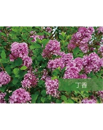 標(biāo)題：喬灌木
瀏覽次數(shù)：1775
發(fā)表時(shí)間：2020-10-17