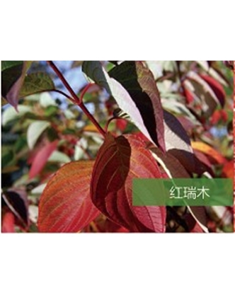 標(biāo)題：喬灌木
瀏覽次數(shù)：2001
發(fā)表時(shí)間：2020-10-17