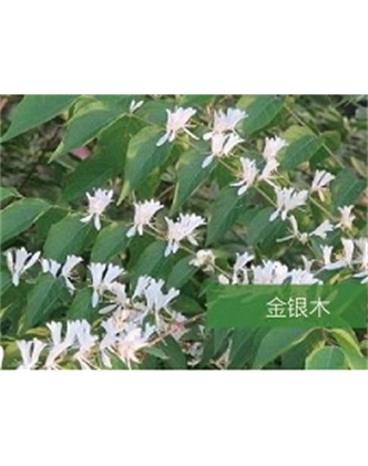 標(biāo)題：喬灌木
瀏覽次數(shù)：1877
發(fā)表時間：2020-10-17