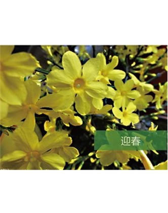 標(biāo)題：喬灌木
瀏覽次數(shù)：1812
發(fā)表時間：2020-10-17