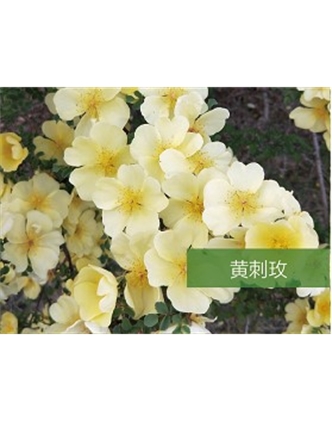 標(biāo)題：喬灌木
瀏覽次數(shù)：1803
發(fā)表時間：2020-10-17