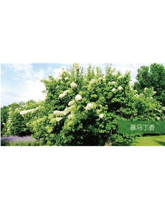 標(biāo)題：喬灌木
瀏覽次數(shù)：2033
發(fā)表時間：2020-10-17