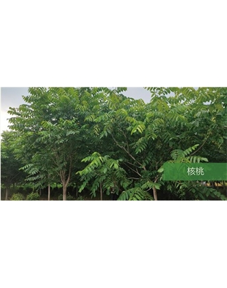 標(biāo)題：喬灌木
瀏覽次數(shù)：1862
發(fā)表時間：2020-10-17