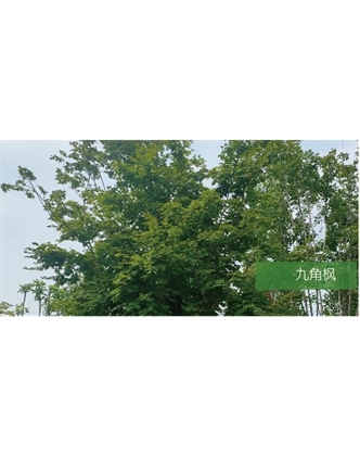 標(biāo)題：喬灌木
瀏覽次數(shù)：1894
發(fā)表時間：2020-10-17