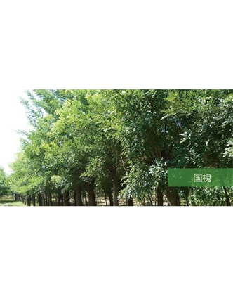 標(biāo)題：喬灌木
瀏覽次數(shù)：2048
發(fā)表時間：2020-10-17