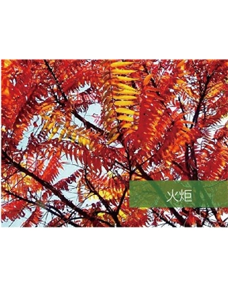 標(biāo)題：喬灌木
瀏覽次數(shù)：1874
發(fā)表時間：2020-10-17