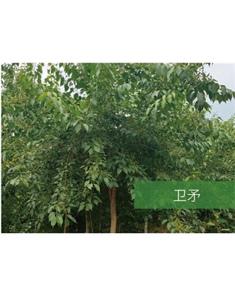 標(biāo)題：喬灌木
瀏覽次數(shù)：2488
發(fā)表時(shí)間：2020-10-17