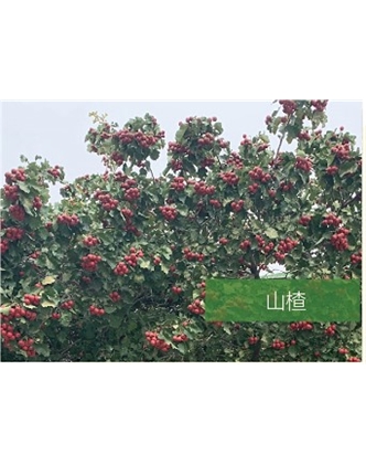 標(biāo)題：喬灌木
瀏覽次數(shù)：2525
發(fā)表時(shí)間：2020-10-17